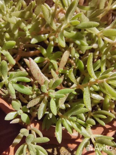 Суккуленты, кактусы