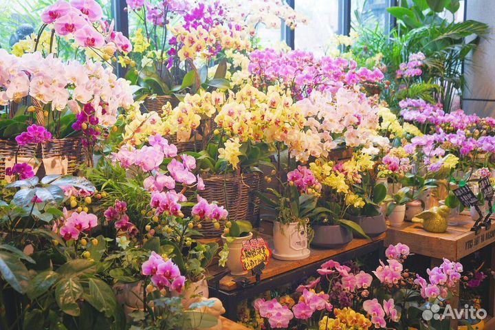 Готовый цветочный бизнес магазин цветов