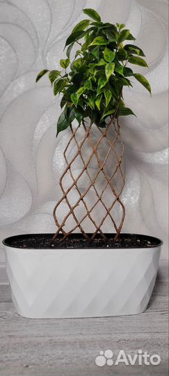 Фикус Регидан