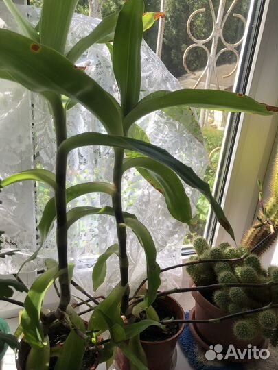 Растение золотой ус лечебное