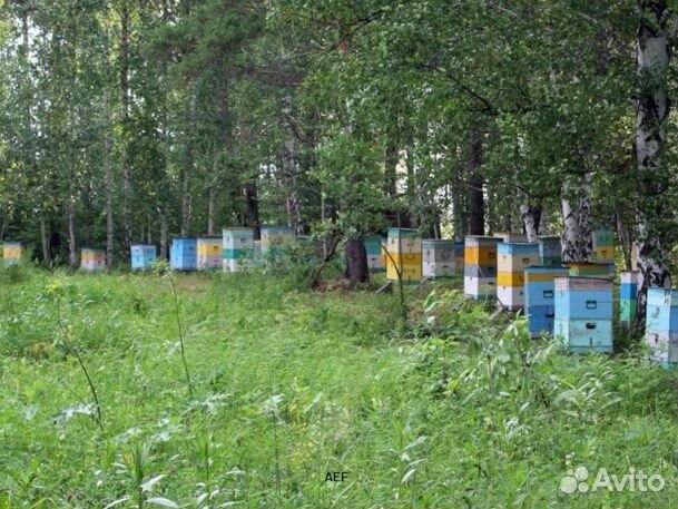 Мёд 2024 года из Алтая опт