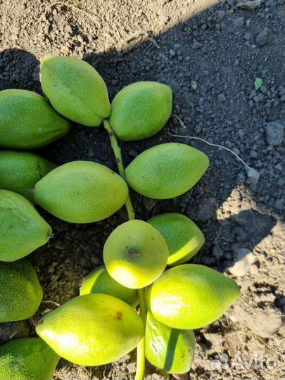 Саженцы манжурского ореха