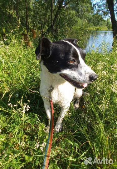 Люся ищет дом