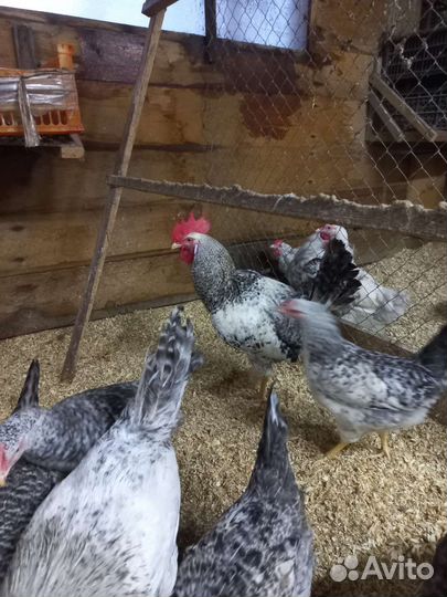 Яйцо Инкубационное борковская барвистая