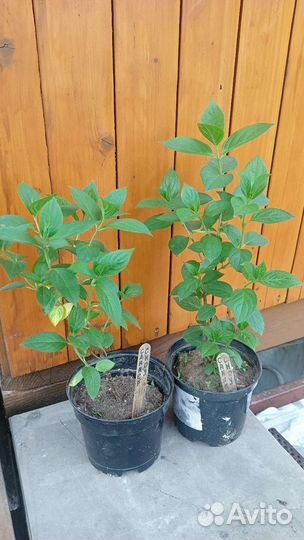 Саженцы гортензий (однолетки и двухлетки)