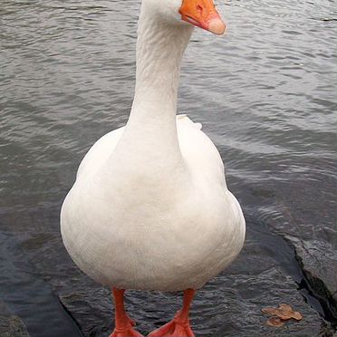Гуси