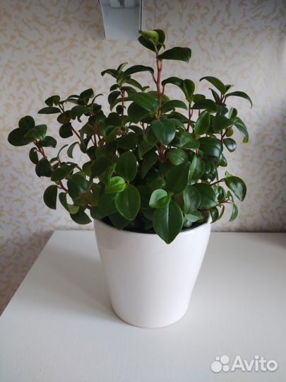 Пеперомия Глабелла