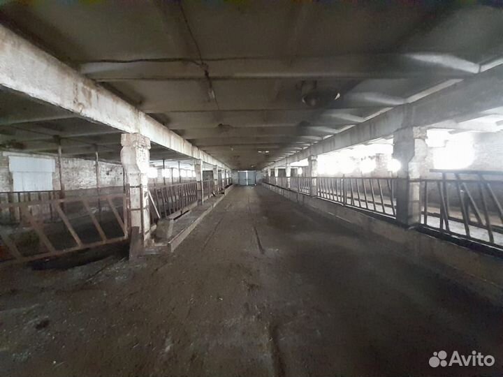 Продается (сдается в аренду) ферма крс (без скота)