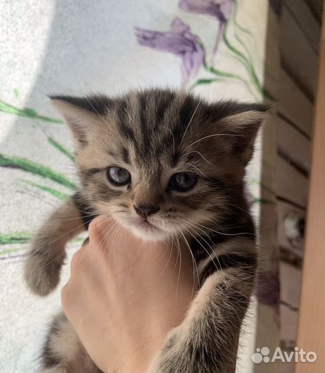 Британские котята