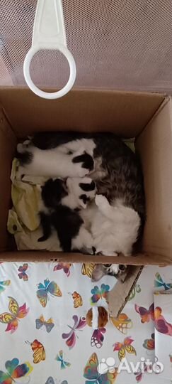 Котята от крысоловов