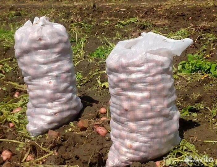 Мелкий картофель