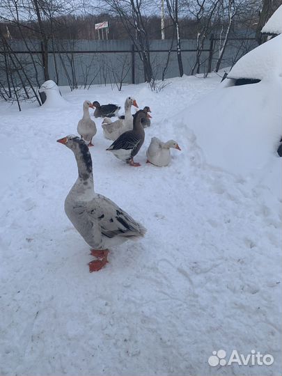 Яйцо домашнее гусиное