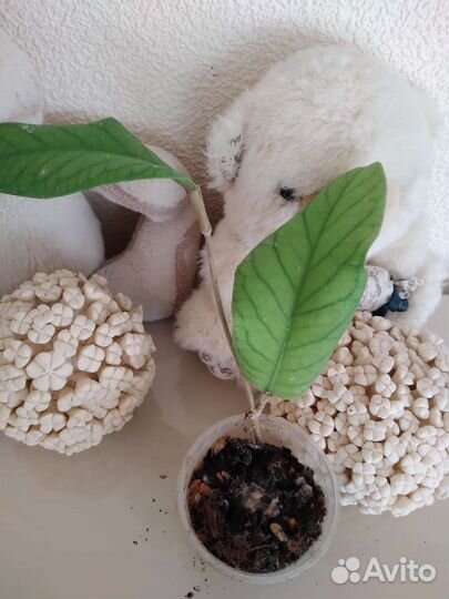 Хойи в ассортименте