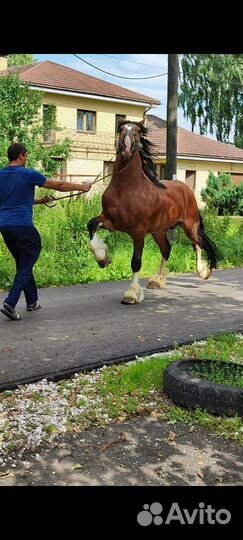 Тяжеловозные лошади