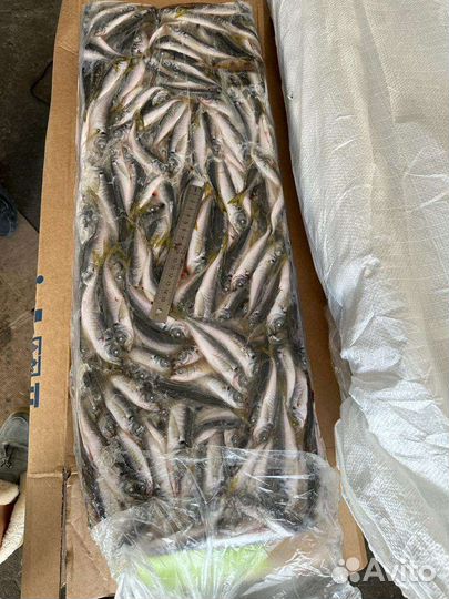 Ставрида, барабуля, камбала черноморские