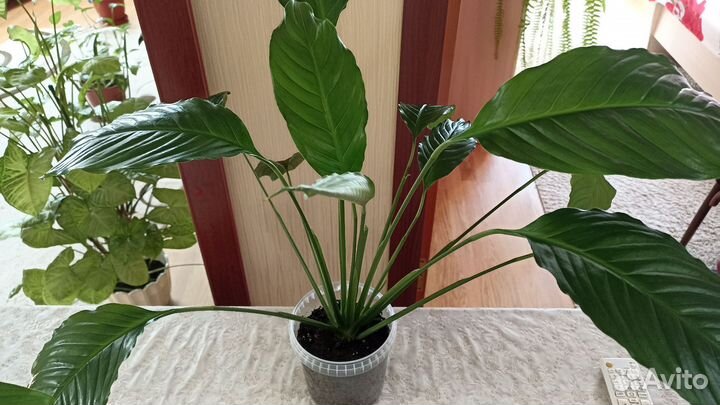 Спатифиллум