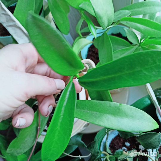 Хойи разные