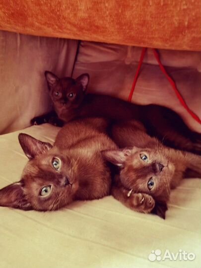 Котята европейской бурмы
