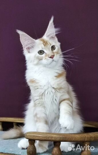 Серебряный Мейн кун мальчик