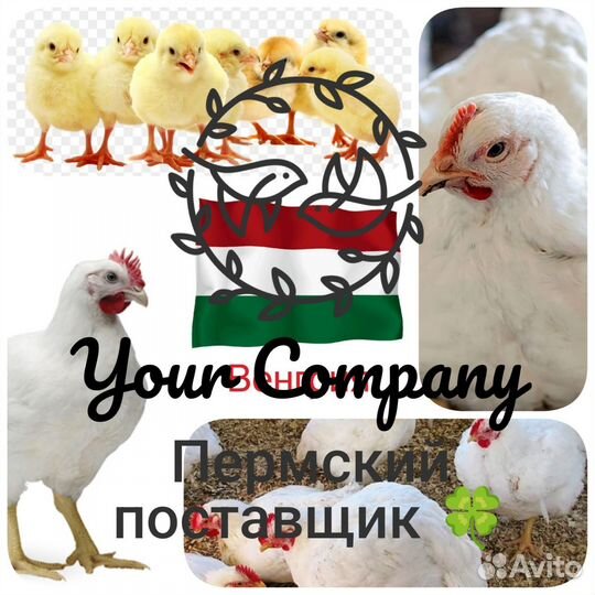 Инкубационное яйцо