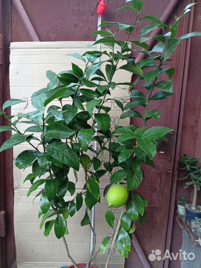 Лимон плодоносящий