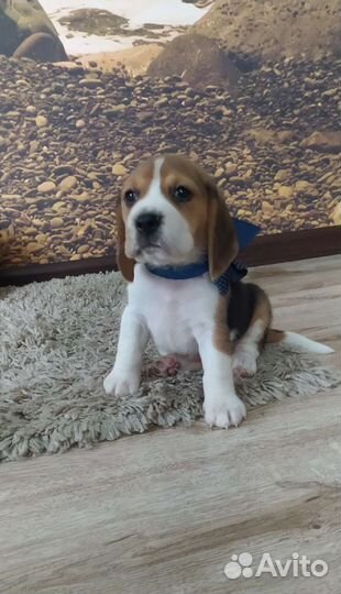 Щенки бигля