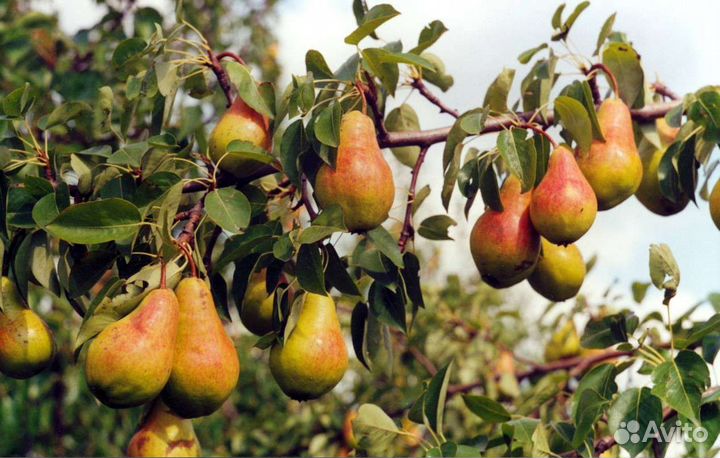 Саженцы груши осенняя