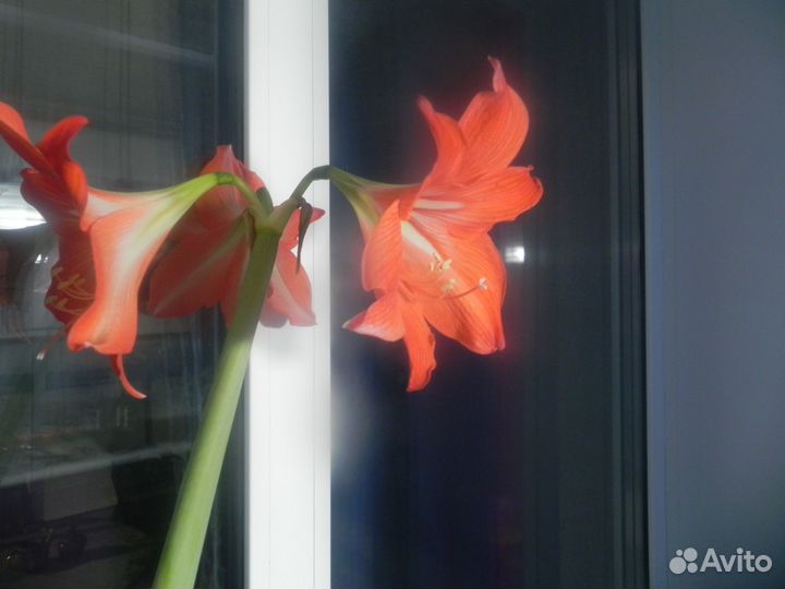 Продам цветы комнатные