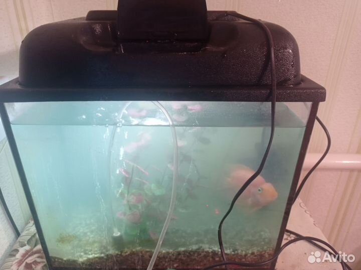 Аквариумные рыбки