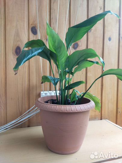 Спатифилиум