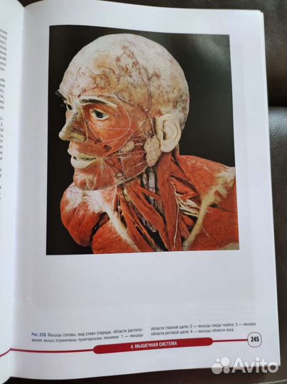 Атлас анатомии человека