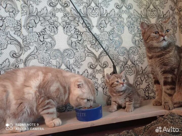 Кошка Шотланская