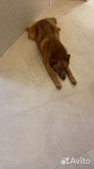 Вязка Карело-финская лайка 2 года, кобель