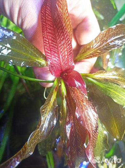 Аквариумные растения