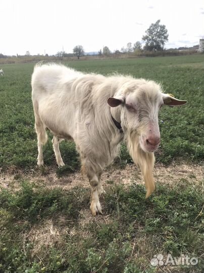 Козел зааненский