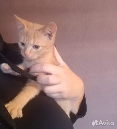 Отдам котят в добрые руки