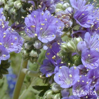 Фацелия пижмолистная 