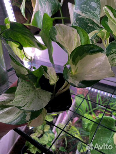 Эпипремнум хеппи лиф