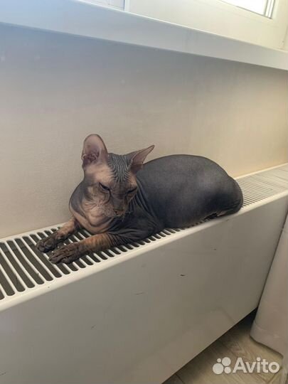 Продаются чудесные котята