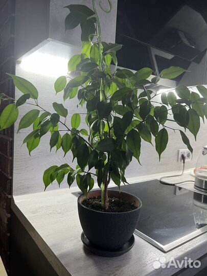 Фикус Бенджамина