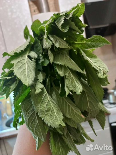 Мята свежая