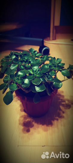 Дерево любви