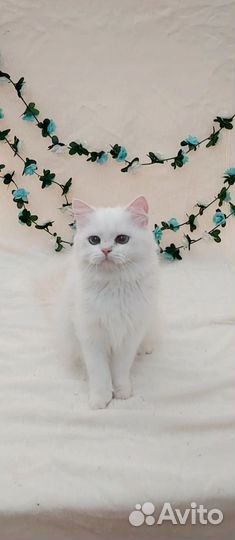 Британка Камилла