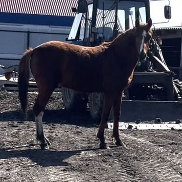 Продам донских жеребчиков