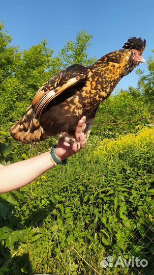 Павловское золото