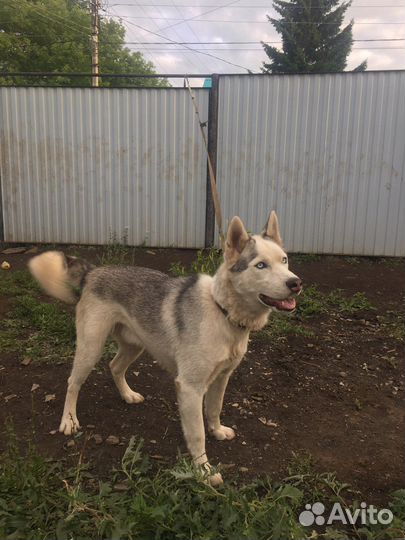 Сибирский хаски