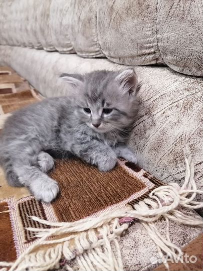 Котята в добрые руки бесплатно мальчик