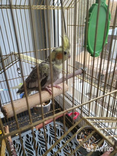 Попугай корелла мальчик