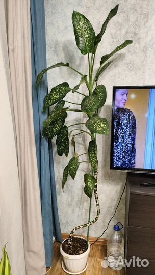 Диффенбахия