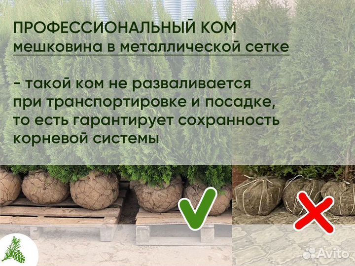 Туя Смарагд 1,3м от 15шт. Доставка